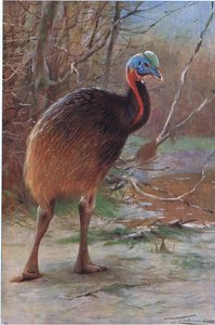Single Wattled Cassowary, illustration fra Wildlife of the World, ca. 1910