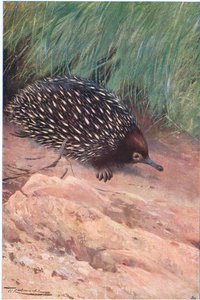 Spiny Myre-Eater, illustration fra Wildlife of the World, ca. 1910 af Wilhelm Kuhnert