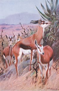 Springbok, illustration fra Wildlife of the World, c.1910 af Wilhelm Kuhnert