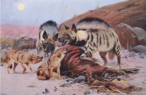 Stribet hyæne og sjakal fra Wildlife of the World udgivet af Frederick Warne & Co, ca. 1900