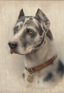 The Head of a Doberman (olie på lærred) af Wilhelm Schwar