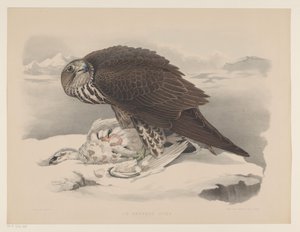 Gyrfalcon med rype Le gerfaut sors (titel på objekt) af Willem Bastiaan van Wouw