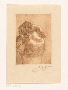 Studie af en due af Willem Hendrik Bik (signed by artist)
