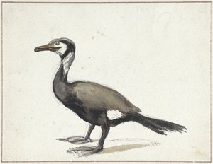 Skarv