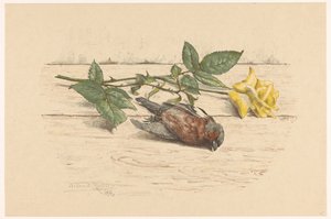 Død finke liggende ved siden af ​​en rose