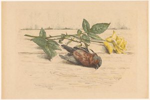 Død finke liggende ved siden af ​​en rose