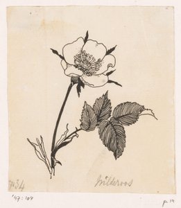 Vild rose