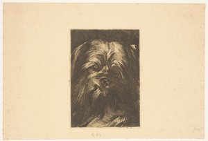 Hund Phoebus af Willem Arnoldus Witsen