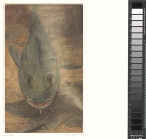 Fisk set forfra