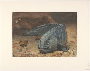 Ulvefisk i bunden af ​​et akvarium af Willem Arnoldus Witsen