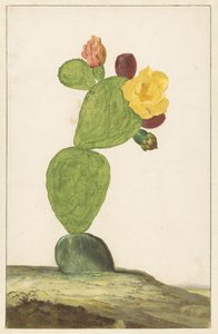 Prickly Pear i blomst af Willem de Heer
