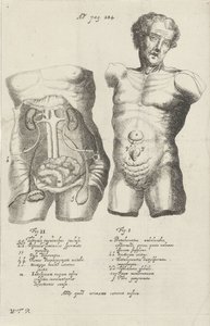 Anatomisk undersøgelse af to skrog af Willem ten Rhijne