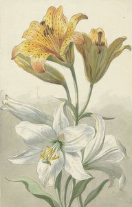 Gule og hvide liljer. Omkring 1780