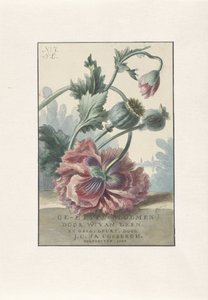 valmuer Titeltryk for: W. van Leen og J.C. & JA. Coebergh, Ætsede blomster, 1804
