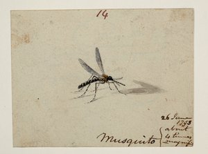 WD 961 f.14 af William Alexander