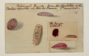 WD 961 f.15 af William Alexander