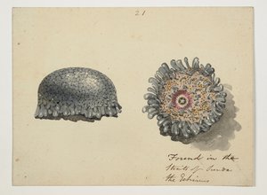 WD 961 f.21 af William Alexander