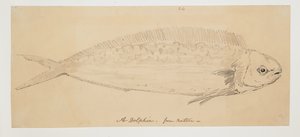 WD 961 f.24 af William Alexander