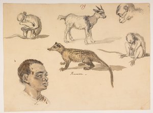 f.65 179 Mandshoved, vaskebjørn, ged og aber, fra et album med 372 tegninger af landskaber, kystlinjer, kostumer og hverdagsliv lavet under Lord Macartneys ambassade til kejseren af Kina, mellem 1792 og 1794 (blyant og akvarel på papir) af William Alexander