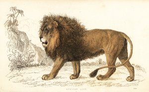 Afrikansk løve, Panthera leo. Sårbar. ,1834 (gravering)