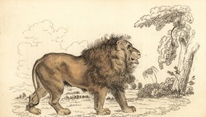 Asiatisk løve, truet, Panthera leo leo. ,1834 (gravering)