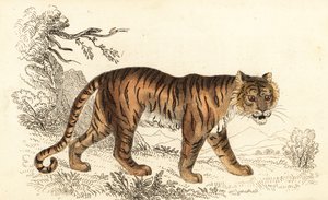 Bengalsk tiger, Panthera tigris tigris., 1834 (gravering)