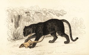 Sort jaguar, Fanthera pardus., 1834 (gravering)