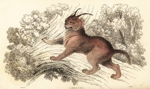 Caracal, Caracal Caracal., 1834 (gravering)