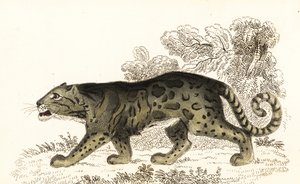 Skyet leopard, Neofelis nebulosa., 1834 (gravering)