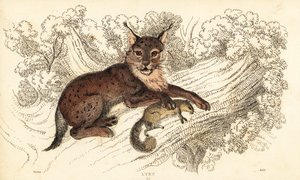 Eurasisk los, Lynx los., 1834 (gravering)