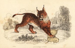 Eurasisk los, Lynx los., 1834 (gravering) af William Alexander Forbes