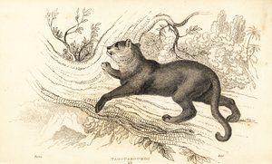 Jaguarandi, puma respekterer., 1834 (Ngaraving) af William Alexander Forbes