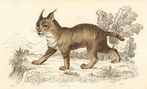 Junglekat, Felis chaus. ,1834 (gravering)