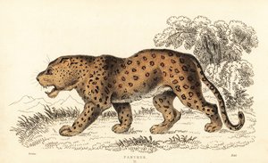 Leopard, Panthera pardus, sårbar., 1834 (gravering) af William Alexander Forbes