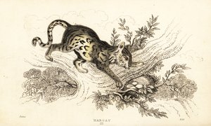 Margay, Leopardus wiedii., 1834 (gravering) af William Alexander Forbes