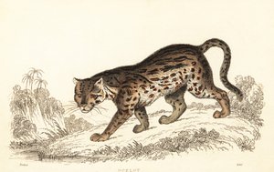 Ocelot, Leopardus pardalis., 1834 (gravering)