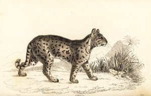 Ocelot, den blide leopard. , 1834 (gravering)