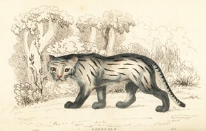 Pampaskat eller pantanal, Leopardus colocola. ,1834 (gravering)