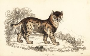 Sibirisk los, Lynx lynx wrangeli (Felis lynx), 1834 (gravering)