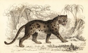Sunda leopardkat, Prionailurus bengalensis subsp. sumatranus. ,1834 (gravering)