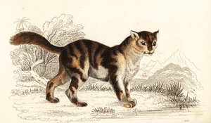 Vild skildpaddeskat fra Sydamerika, Felis catus. ,1834 (gravering)