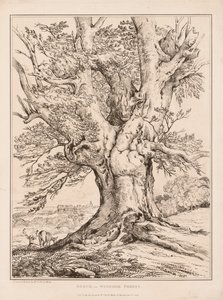 Bøg i Windsor Forest af William Alfred Delamotte