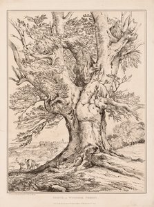 Bøg i Windsor Forest, 1805. af William Alfred Delamotte