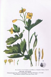 Greater Celandine, Nature in Britain udgivet af Collins