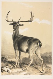 Dådyr