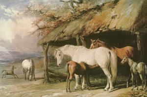 Hopper og føl, 1800-tallet