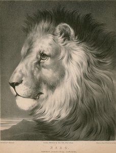 Løven Nero, Surrey Zoological Gardens, London