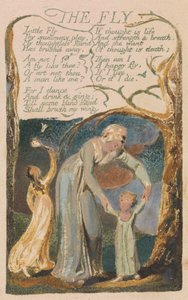Sange om uskyld og om erfaring, plade 48, "The Fly" (Bentley 40) af William Blake