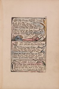 Sange om uskyld og erfaring, plade 53, mit smukke rosentræ, Ah! Solblomst, Lilly af William Blake