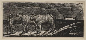 Unyokd Kvier, Loitering Homeward, fra Thorntons Pastorals of Virgil, 1821. af William Blake